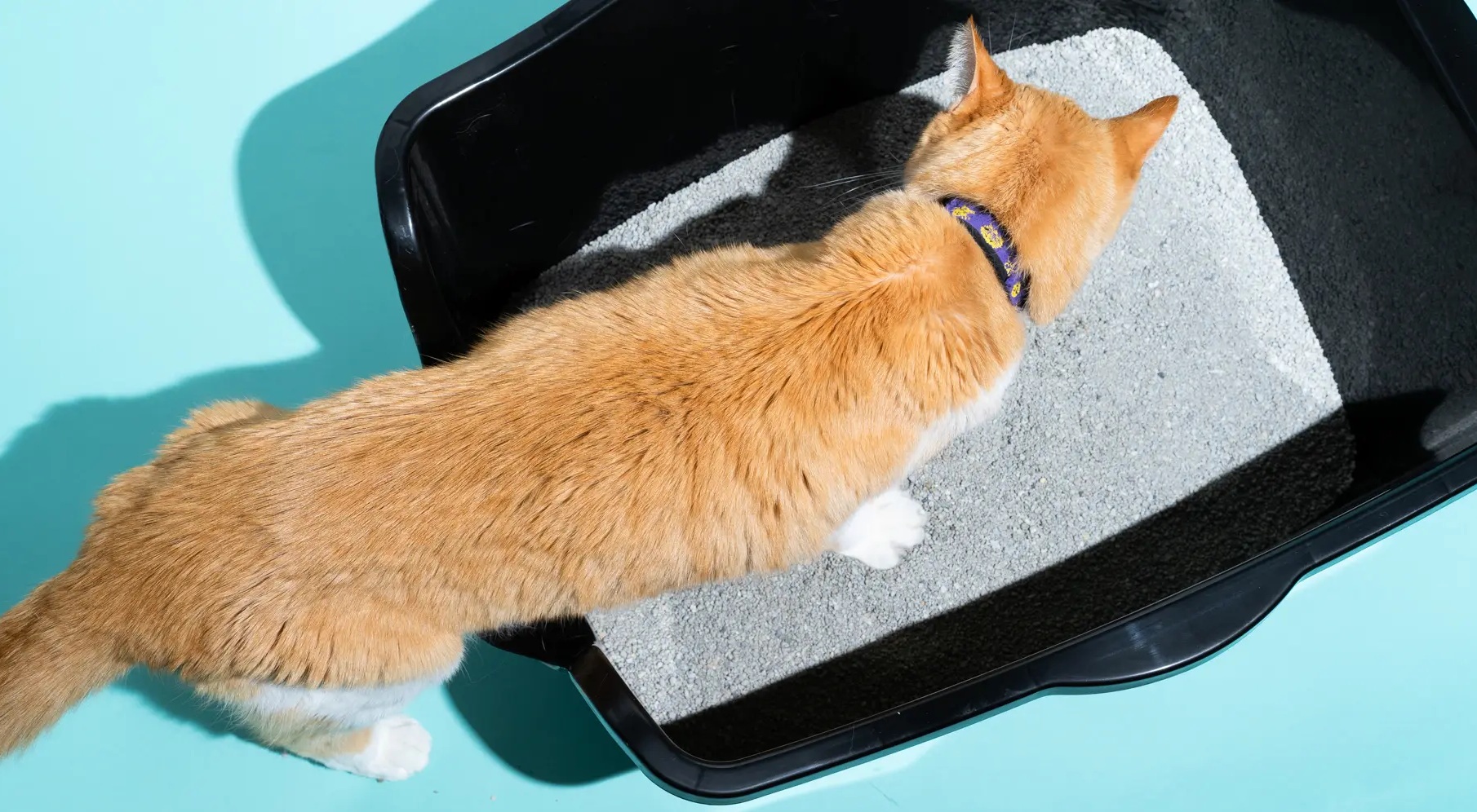 Hassas Kediler İçin Özel Geliştirilen Kedi Kumları