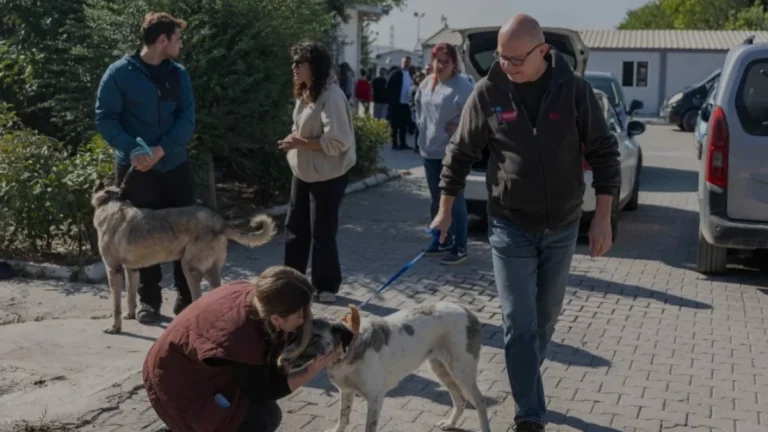 Bornova Belediyesi 83 Köpeği Yeni Yuvalarına Kavuşturdu