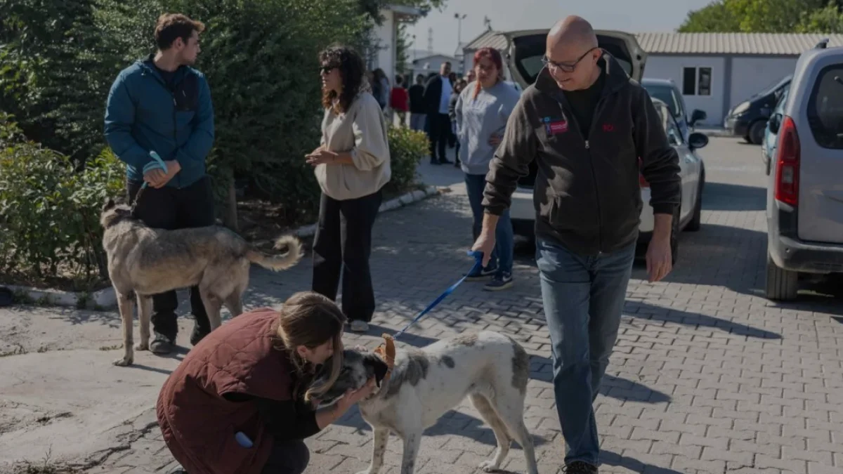 Bornova Belediyesi 83 Köpeği Yeni Yuvalarına Kavuşturdu